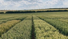 AHDB and Harper Adams Summer Open Day